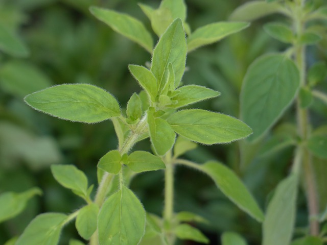 oregano