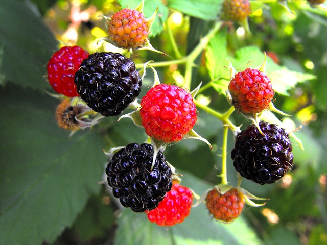 berries-301706_640