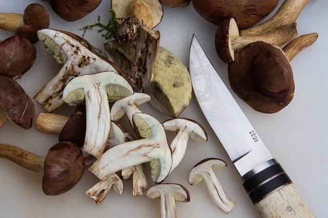 Wartości odżywcze grzybów